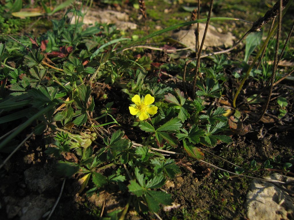 Potentilla reptans